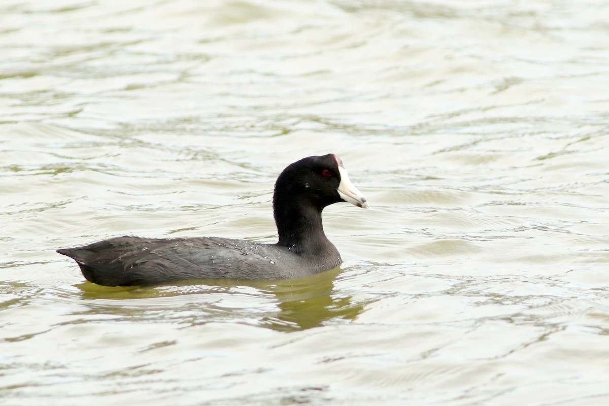 American Coot - ML643287479
