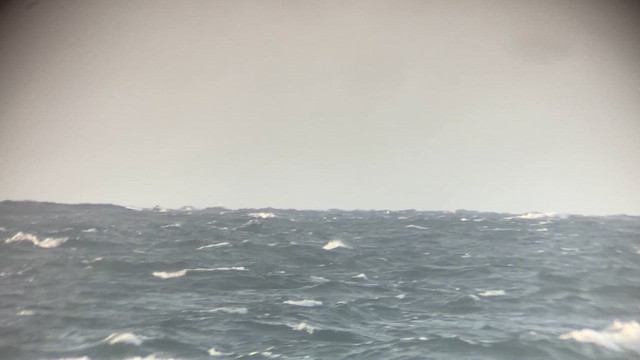 Sooty Shearwater - ML643287489