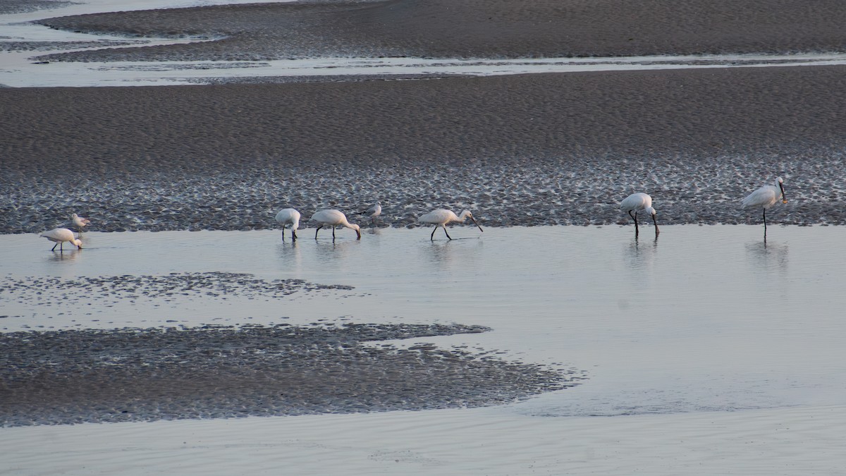 skjestork - ML643287491