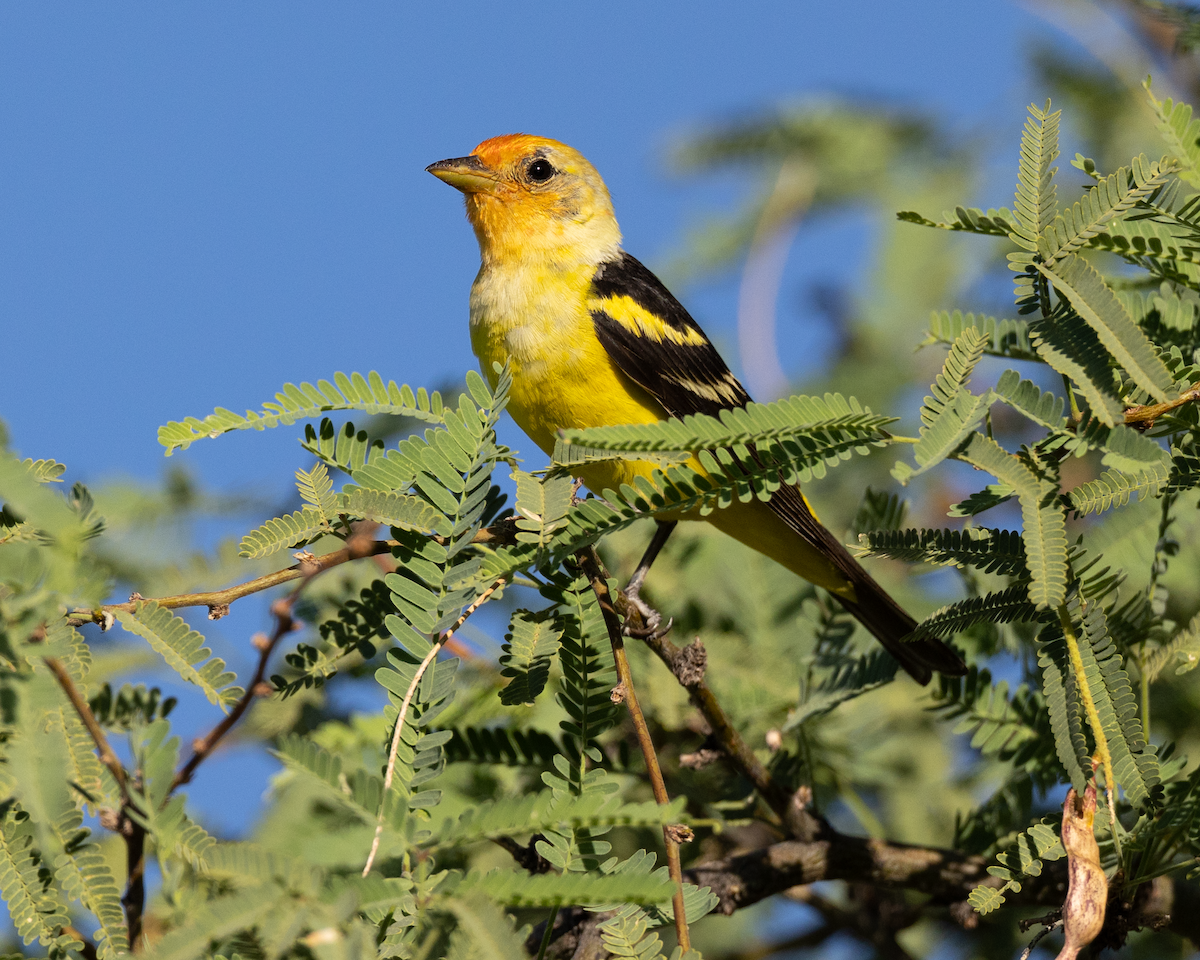 Western Tanager - ML643287536