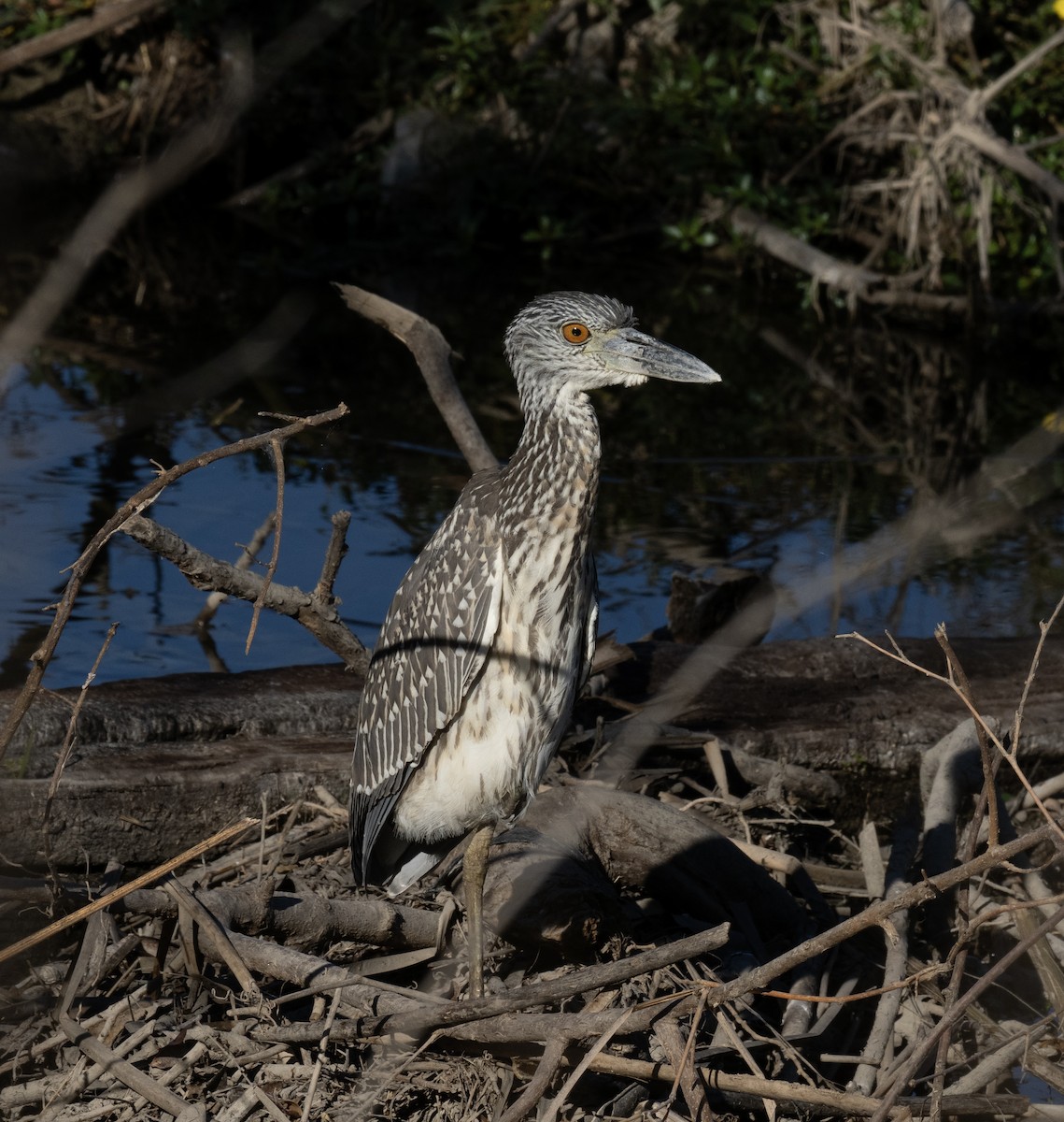 Yellow-crowned Night Heron - ML643287537