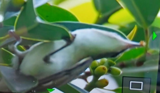 Red-eyed Vireo - ML643287555