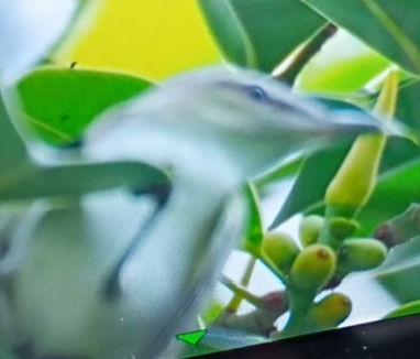 Red-eyed Vireo - ML643287557