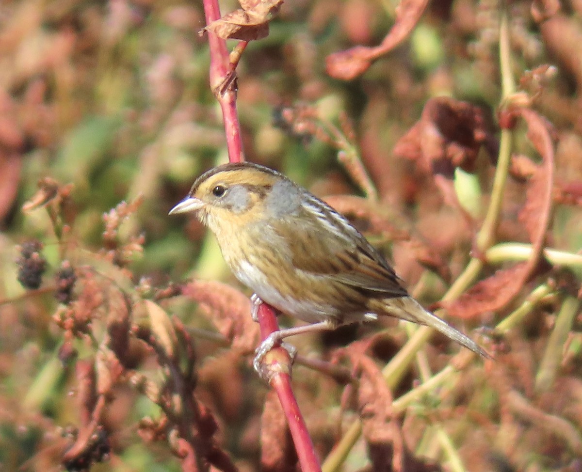 Nelson's Sparrow - ML643287563