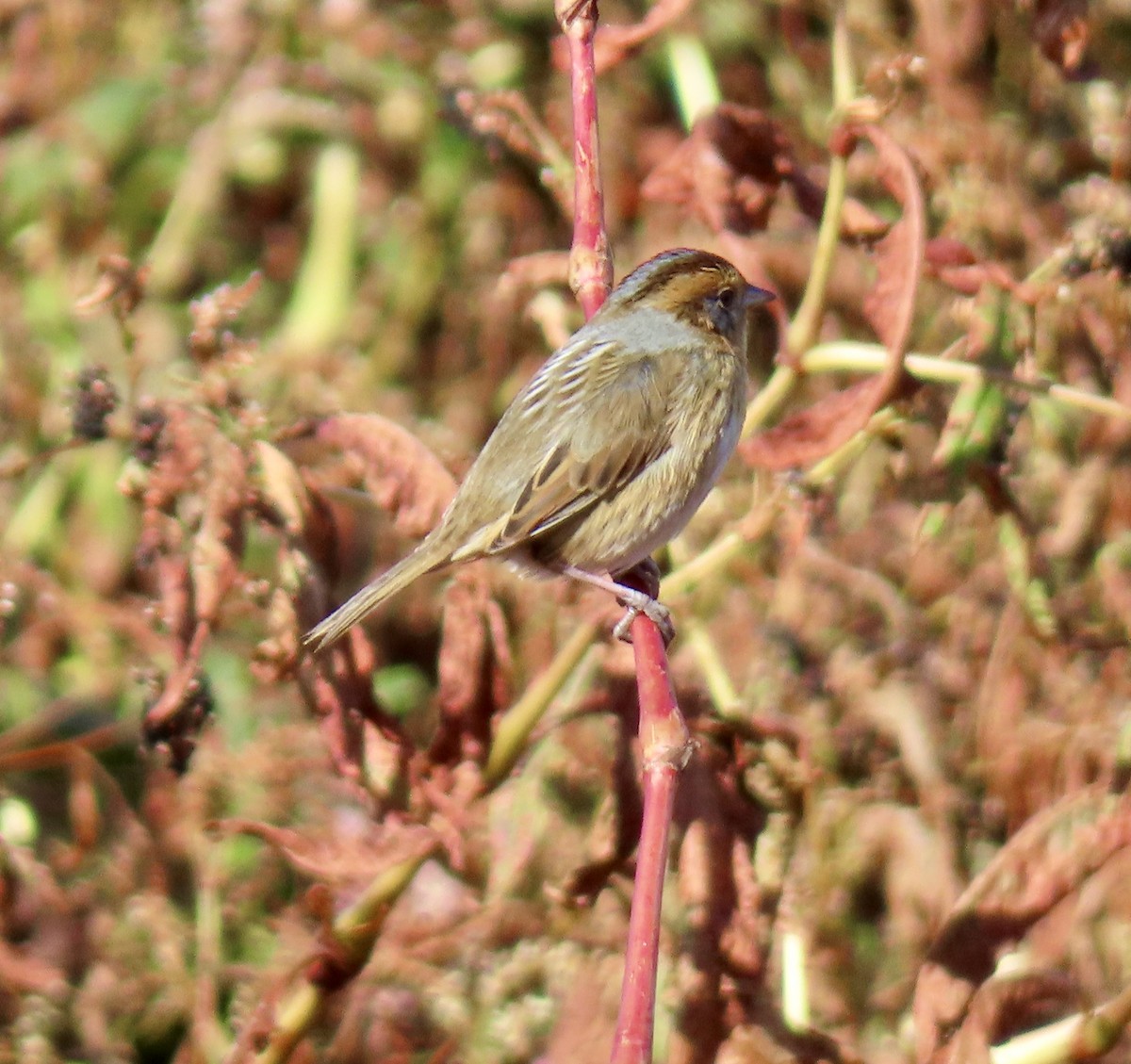 Nelson's Sparrow - ML643287564