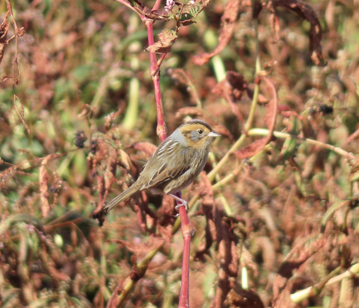 Nelson's Sparrow - ML643287565