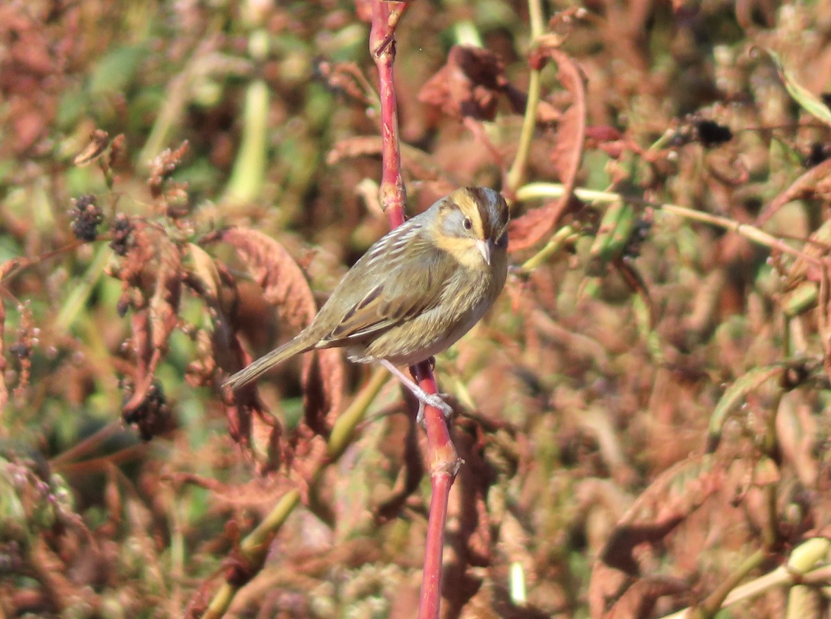 Nelson's Sparrow - ML643287566
