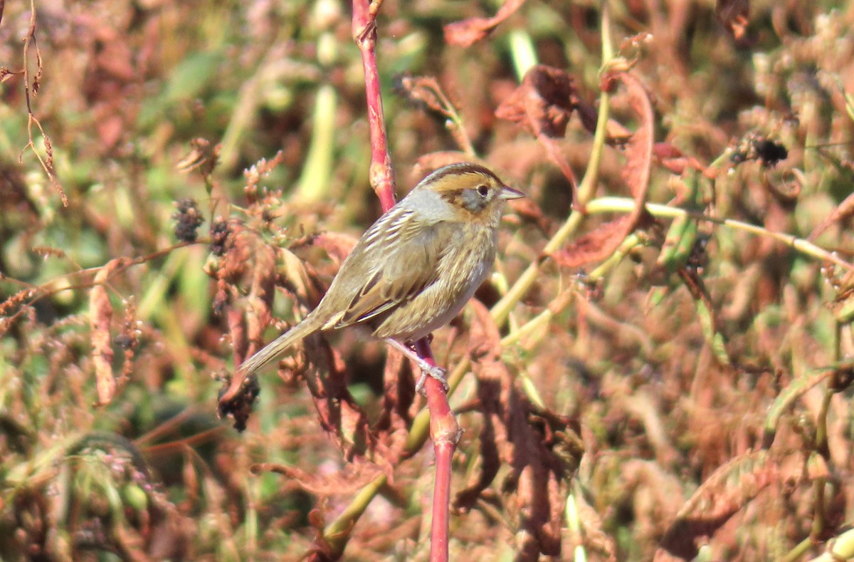 Nelson's Sparrow - ML643287567