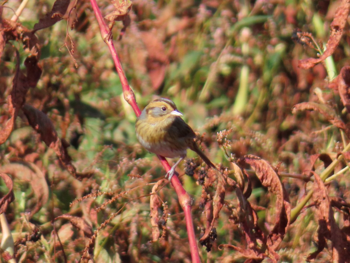 Nelson's Sparrow - ML643287568