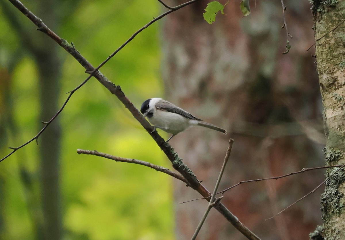 Marsh Tit - ML643287584