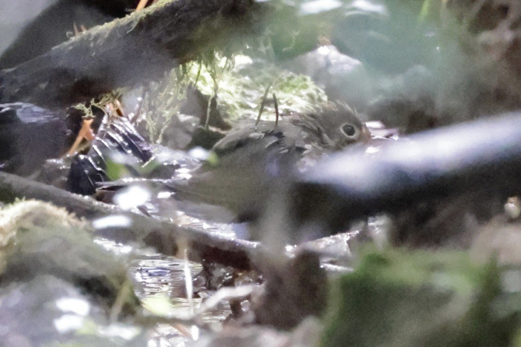 Ovenbird - ML643287595