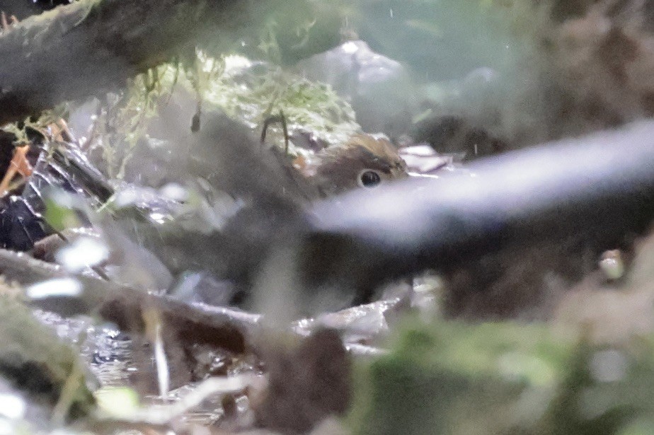 Ovenbird - ML643287596