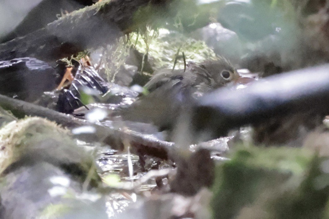 Ovenbird - ML643287597