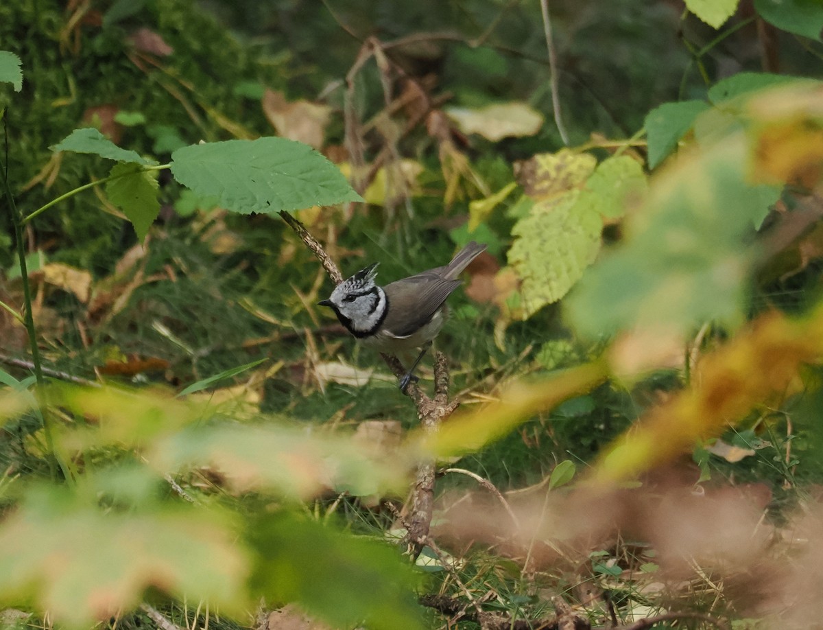 Crested Tit - ML643287609