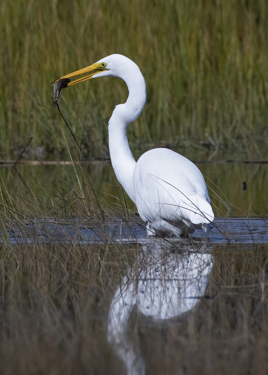 Great Egret - ML643287632