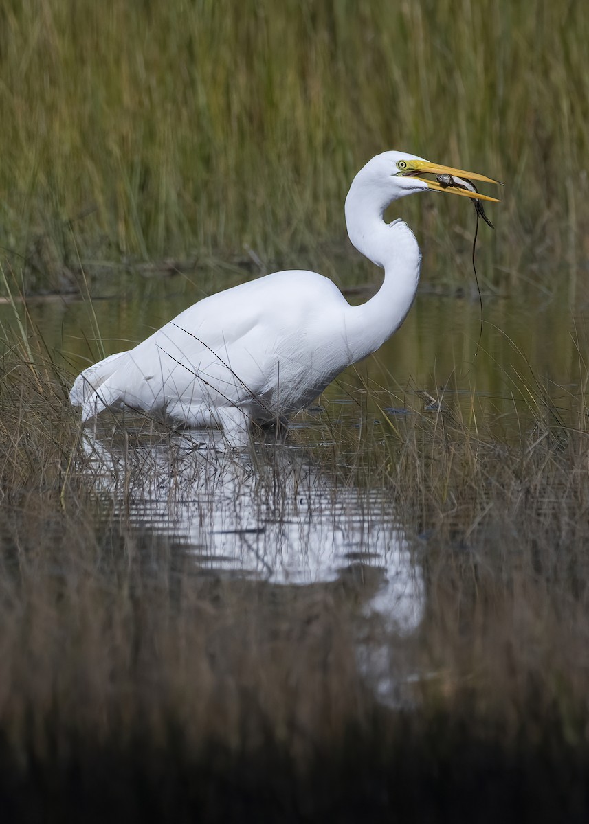 Great Egret - ML643287633