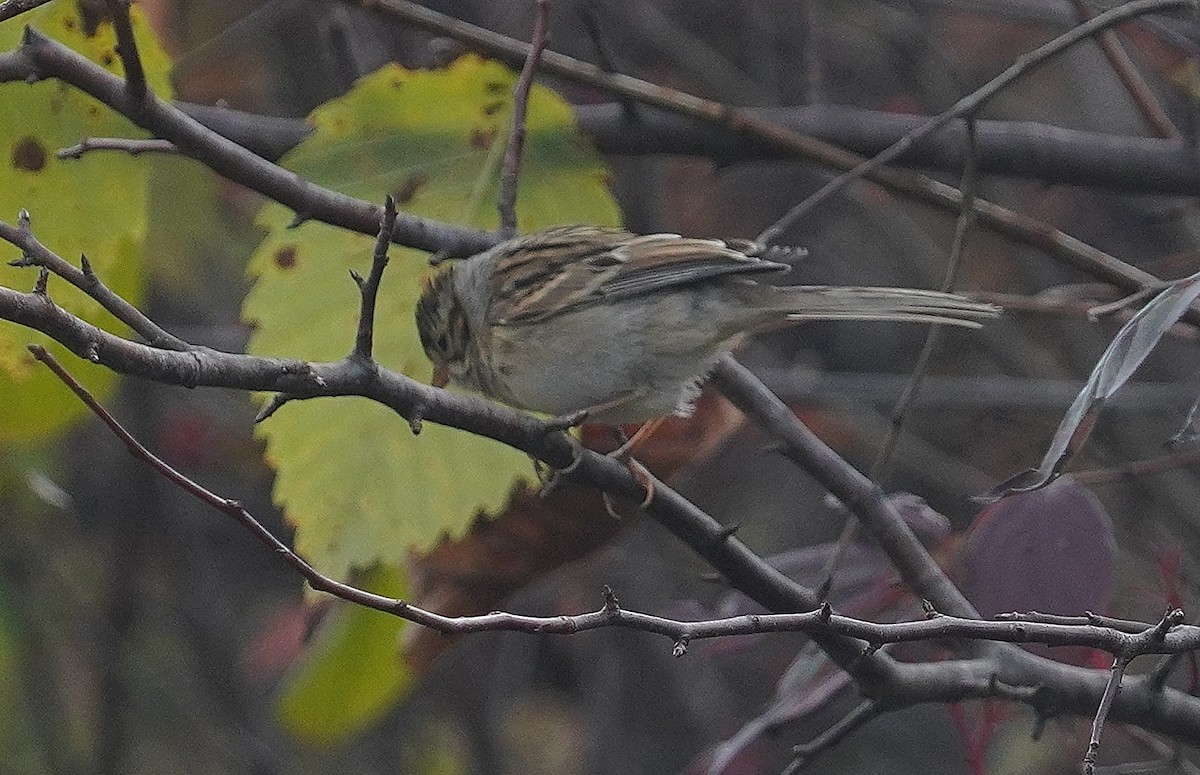 Clay-colored Sparrow - ML643287658