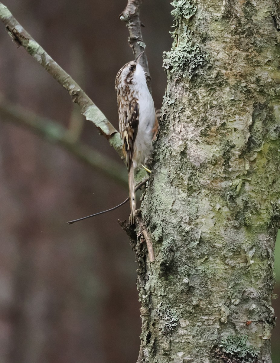 Eurasian Treecreeper - ML643287662