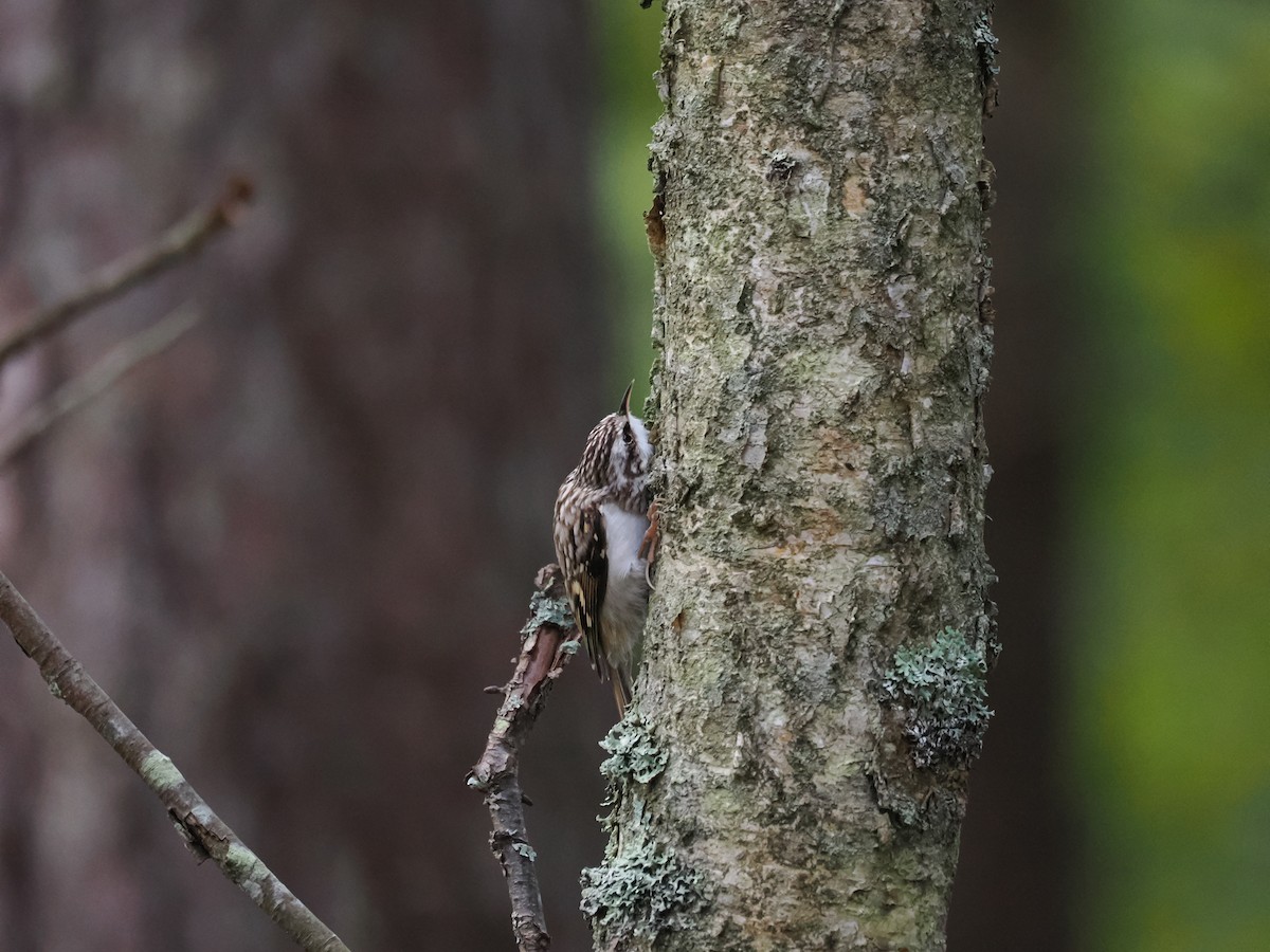 Eurasian Treecreeper - ML643287686