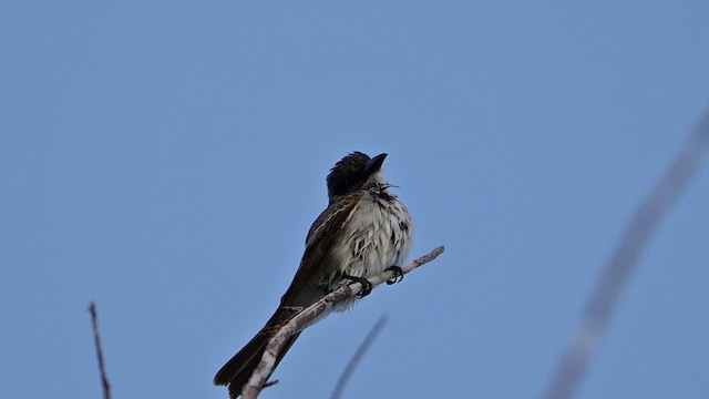 Gray Kingbird - ML643287716