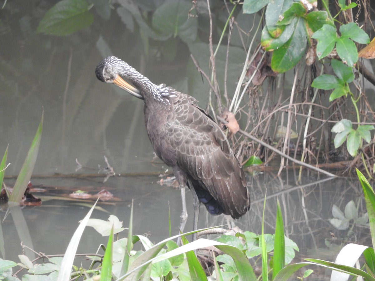 Limpkin - ML643287753