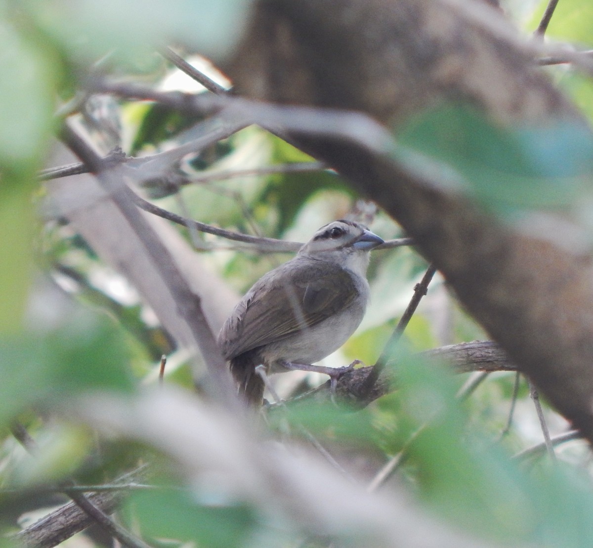 Tocuyo Sparrow - ML643287761