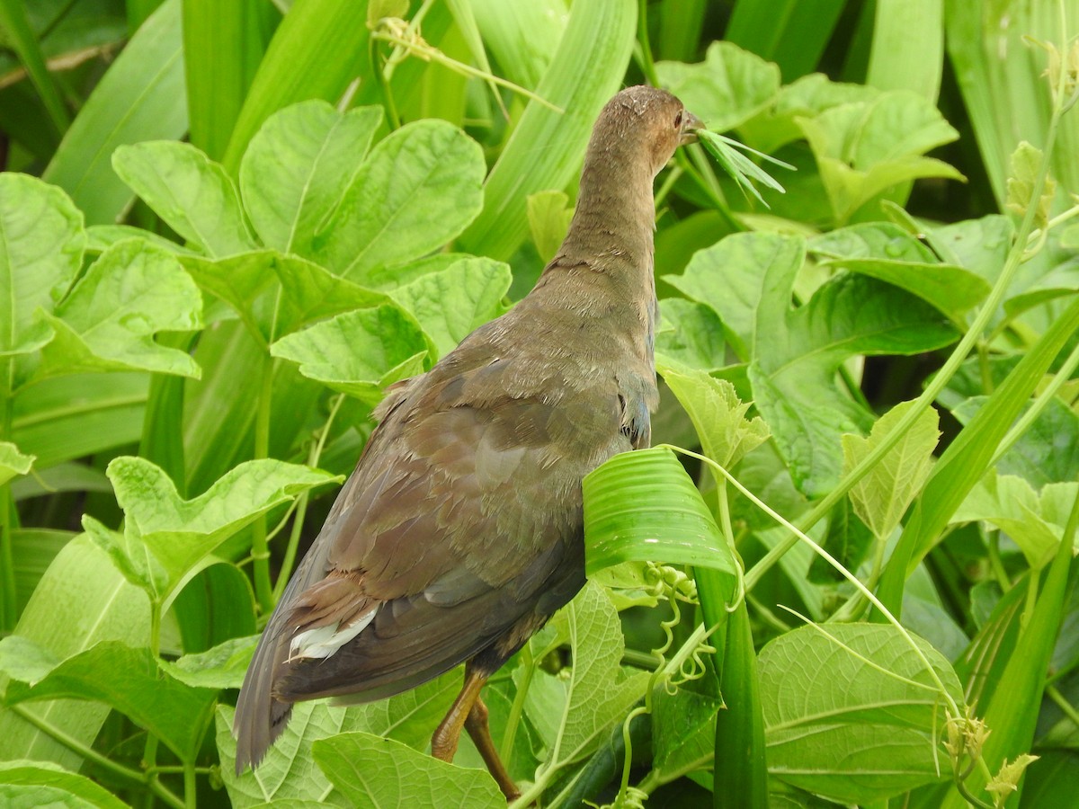 Uroilo urdin amerikarra - ML643287763