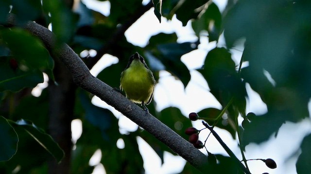 Common Tody-Flycatcher - ML643287774