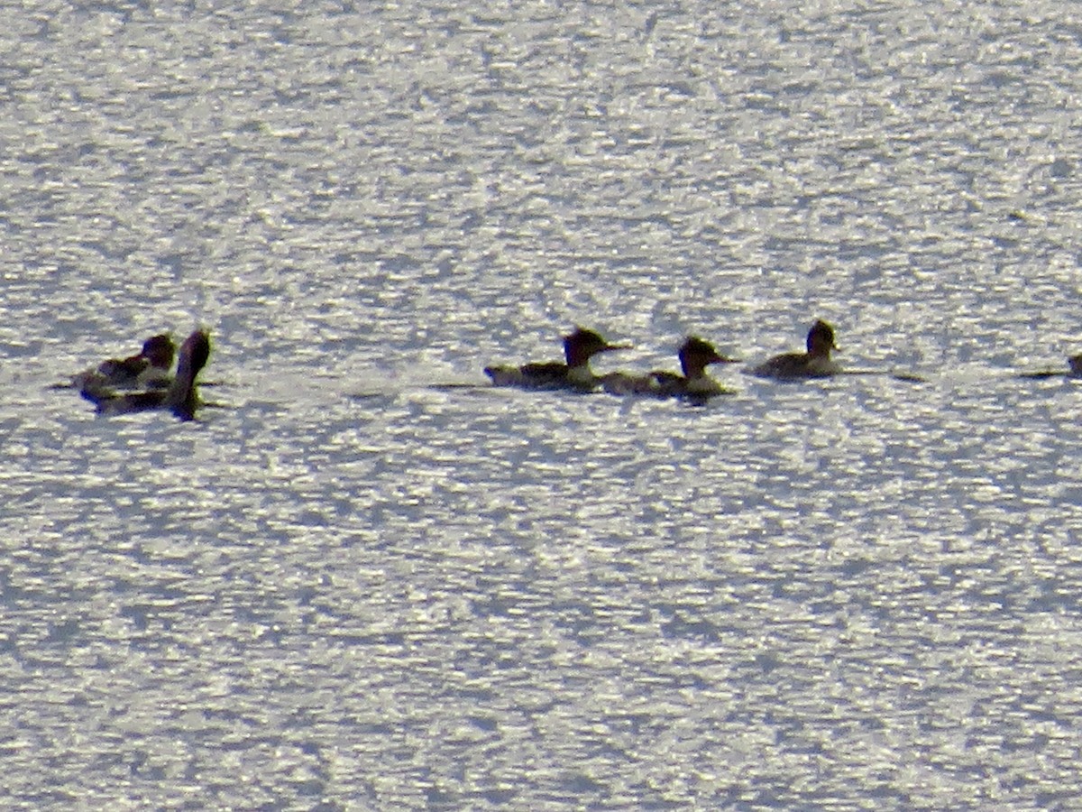 Red-breasted Merganser - ML643287782