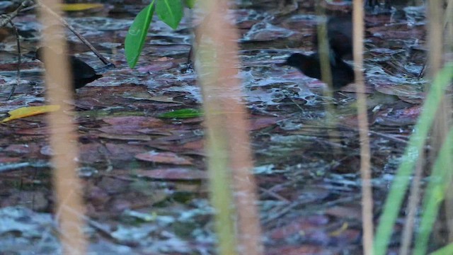 Ruddy Crake - ML643287793