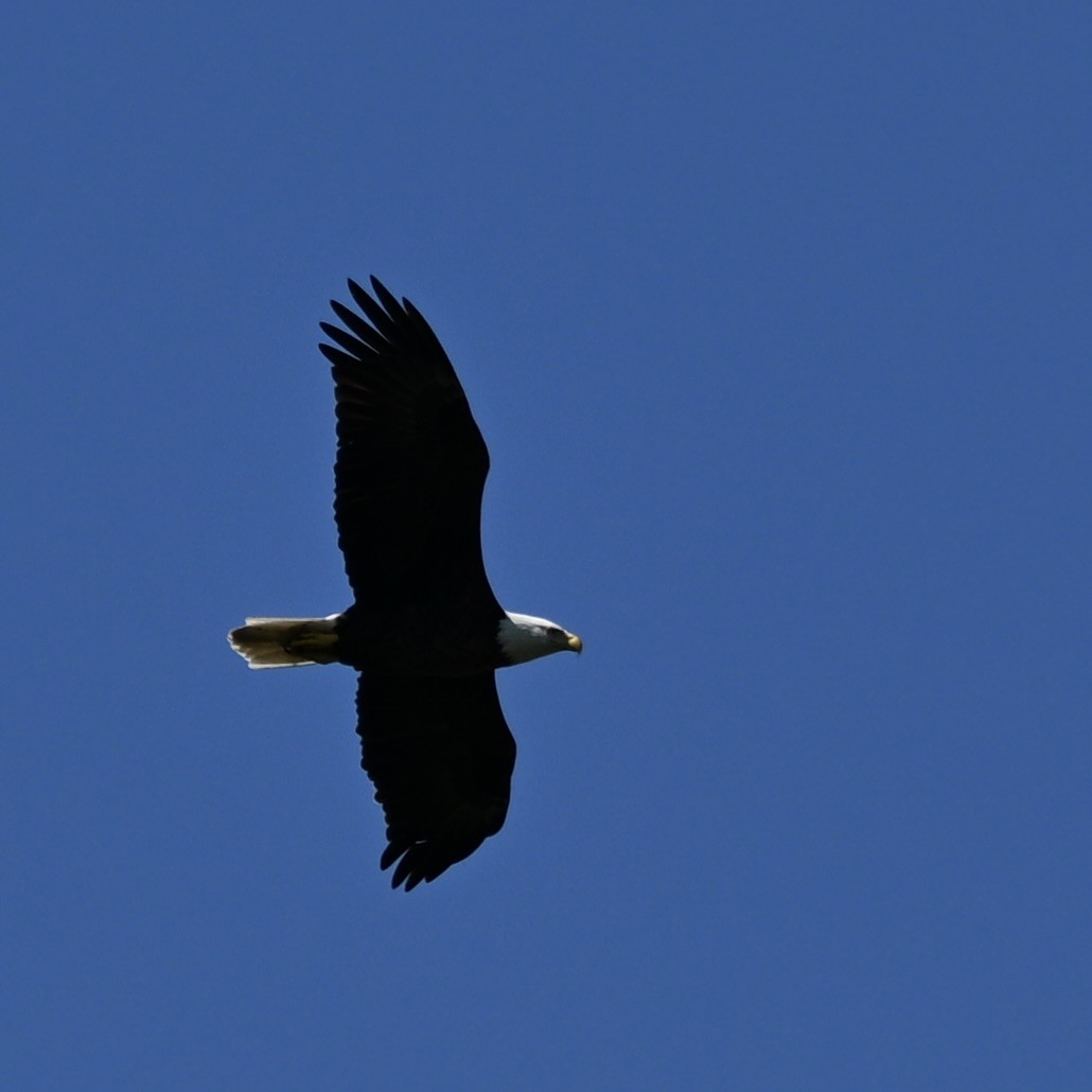 Bald Eagle - ML643287801