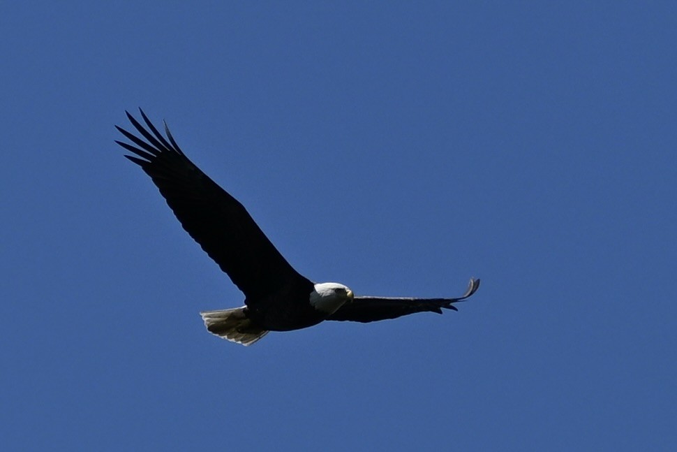 Bald Eagle - ML643287802