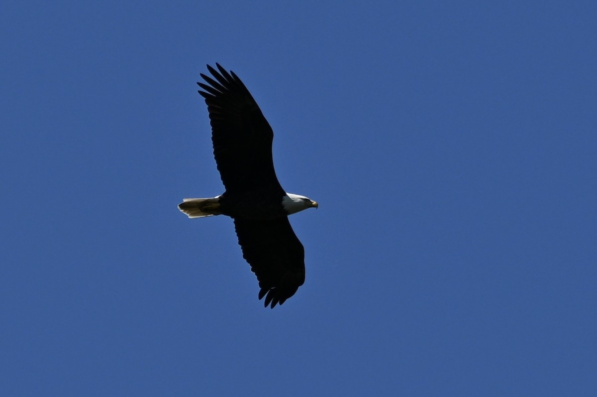 Bald Eagle - ML643287803