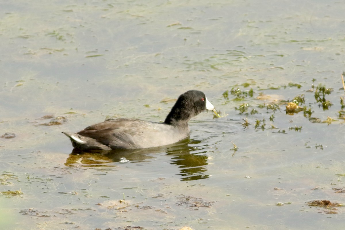 American Coot - ML643287812