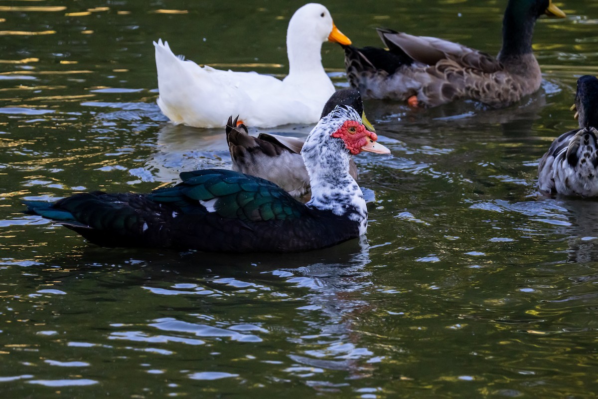 Canard musqué (forme domestique) - ML643287822