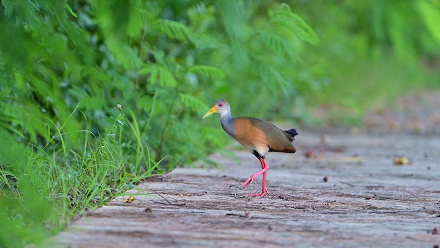 Russet-naped Wood-Rail - ML643287825