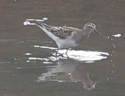 Pectoral Sandpiper - ML643287837