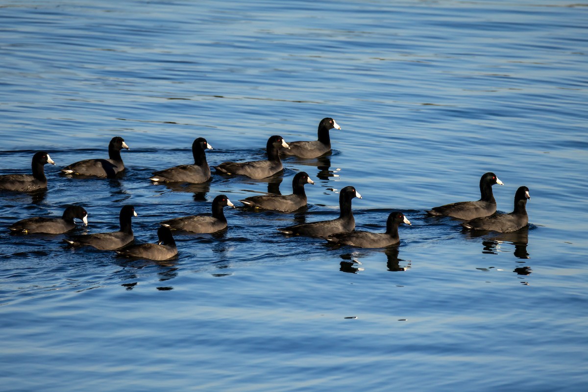 American Coot - ML643287843