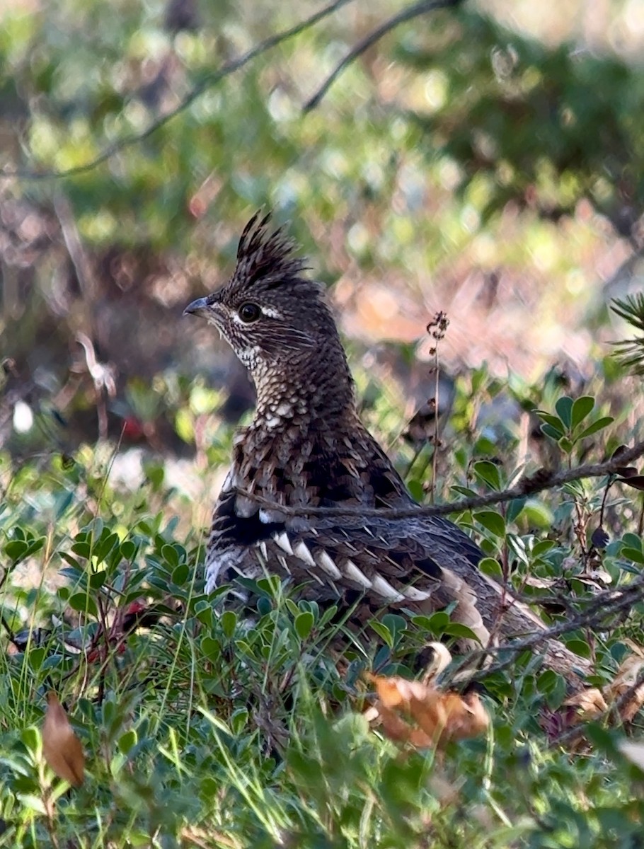 Ruffed Grouse - ML643287845