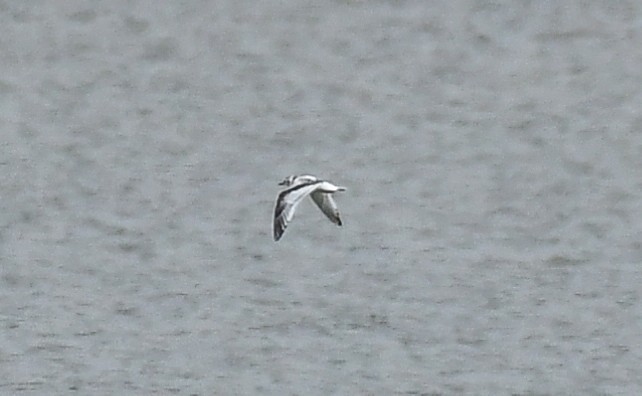 Mouette pygmée - ML643287855