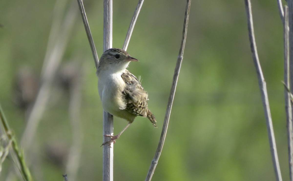 Grass Wren - ML643287879