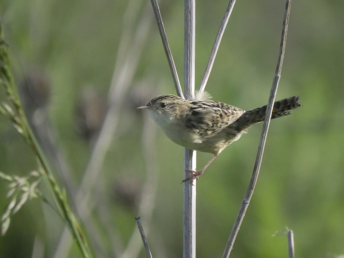 Grass Wren - ML643287880