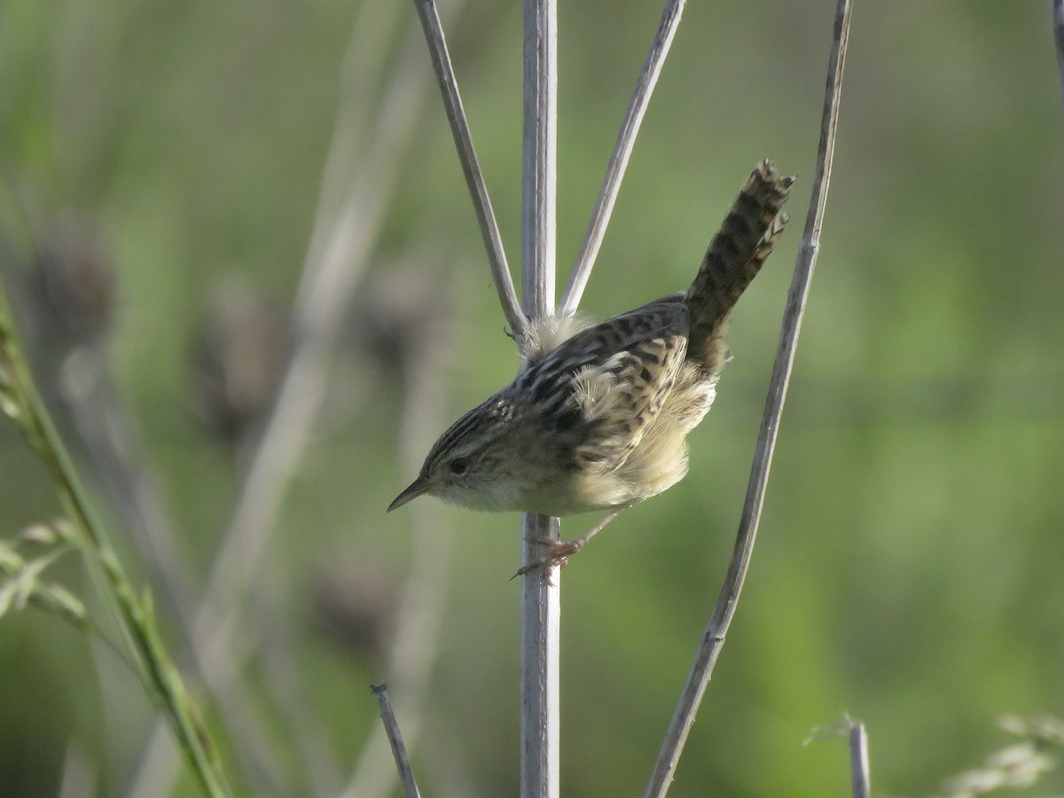 Grass Wren - ML643287881
