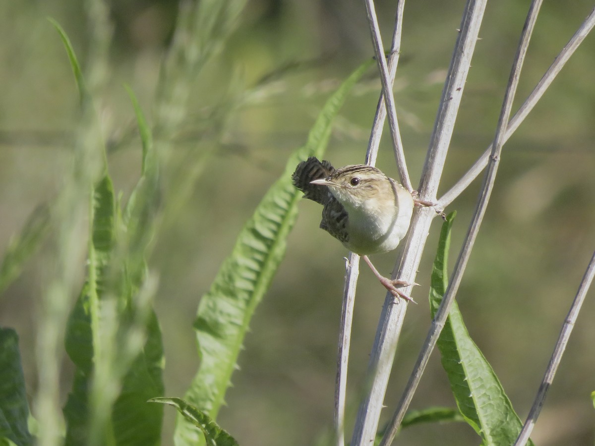 Grass Wren - ML643287882