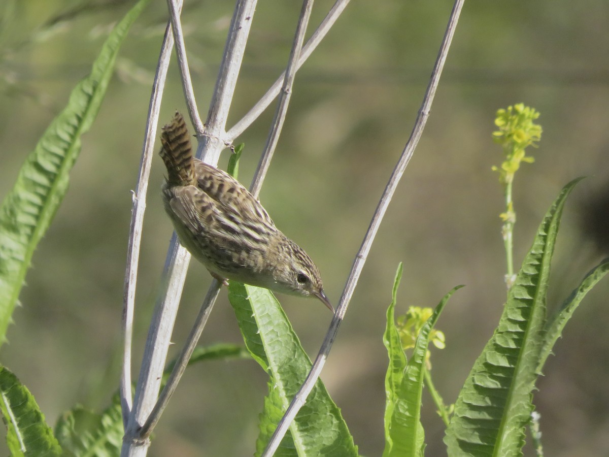 Grass Wren - ML643287883
