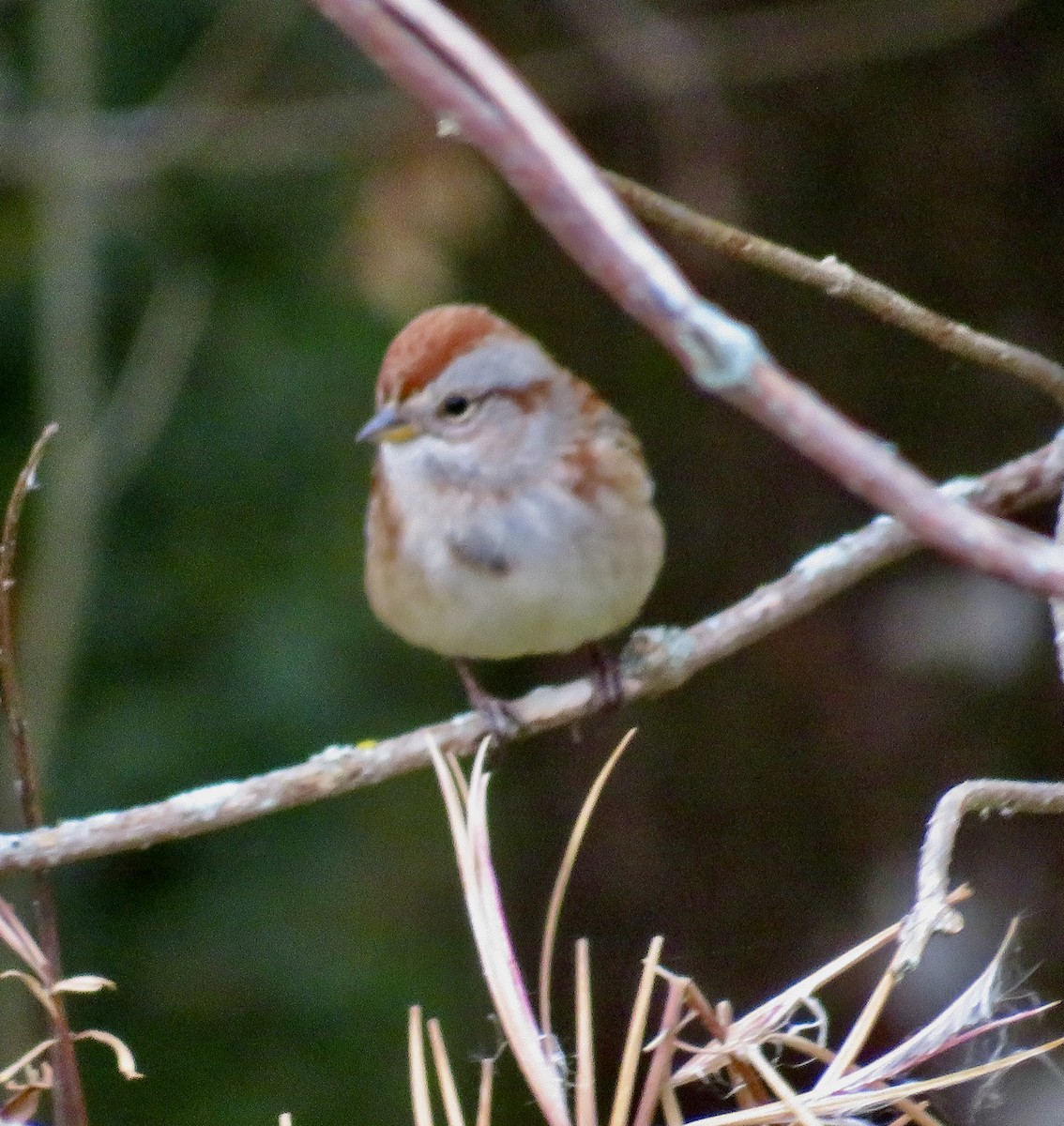 American Tree Sparrow - ML643287897