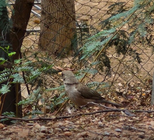 Creamy-bellied Thrush - ML643287898