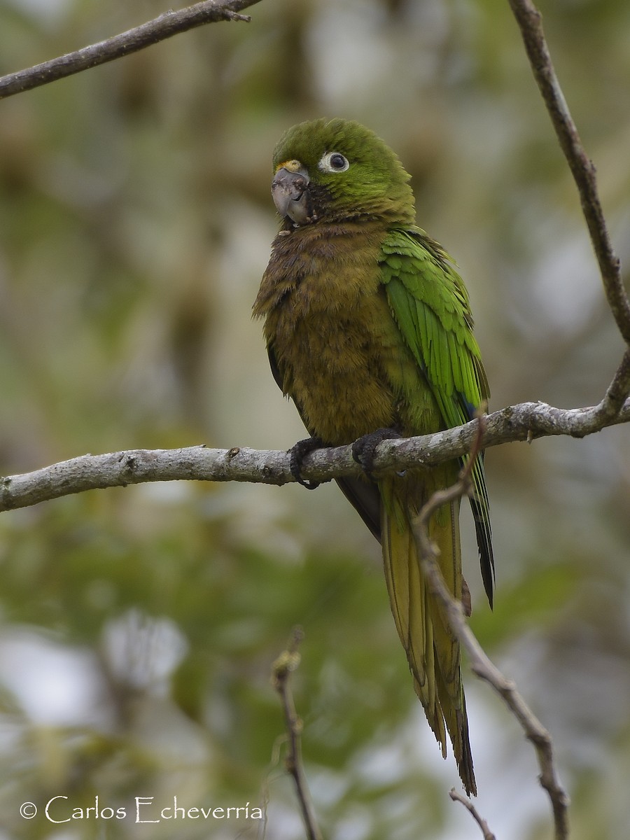 Olive-throated Parakeet - Carlos Echeverría
