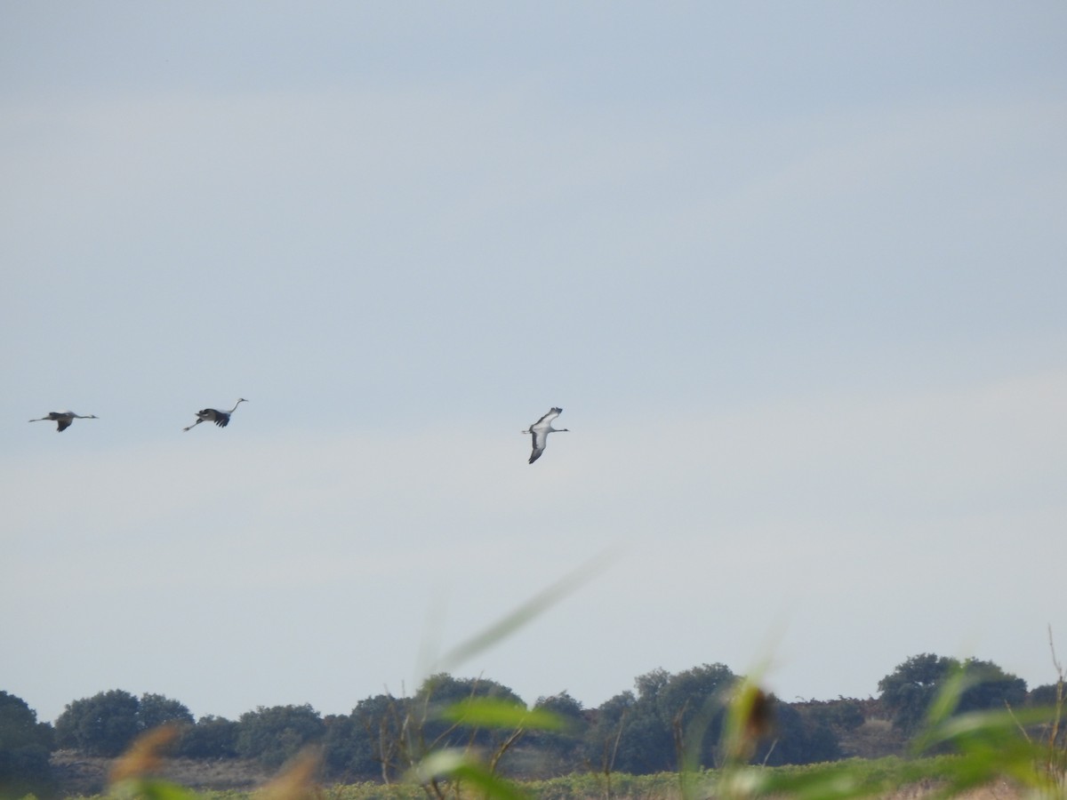 Demoiselle Crane - ML643287915
