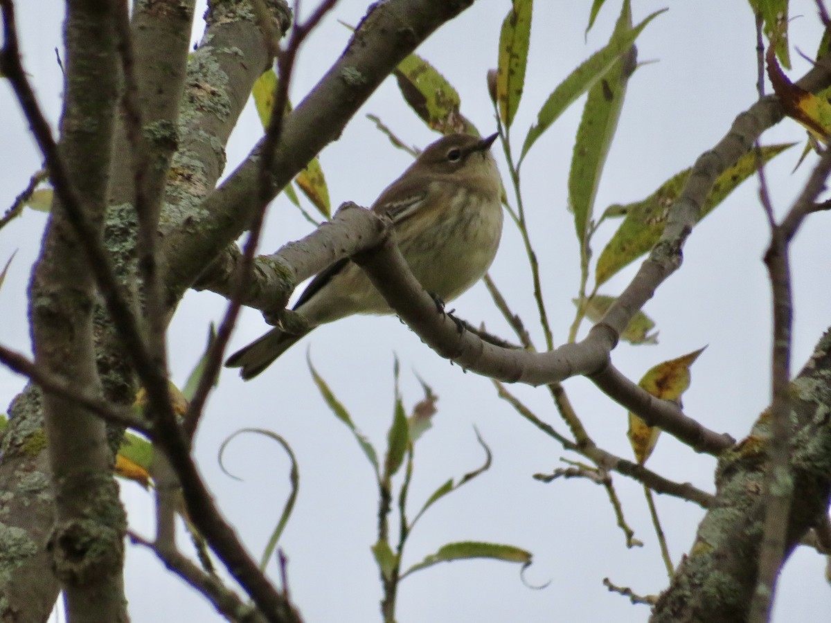 Yellow-rumped Warbler - ML643287920